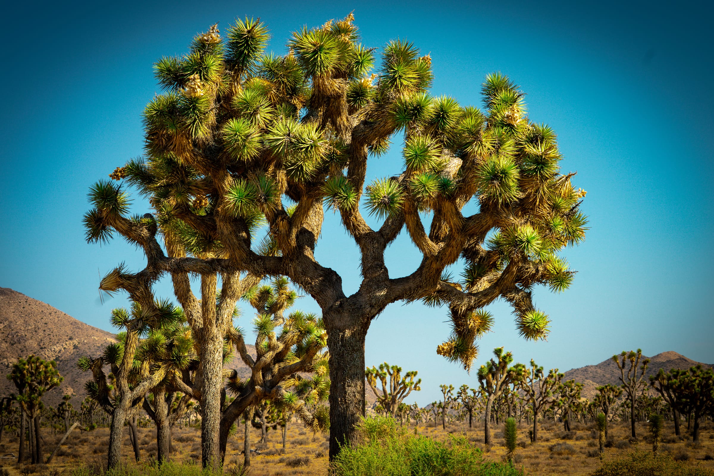 The Giant, Joshua Tree National Park, California