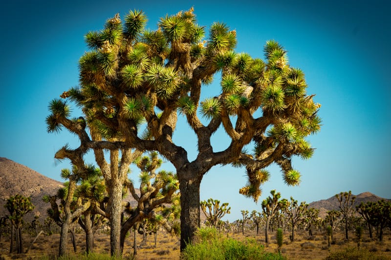 The Giant, Joshua Tree National Park, California