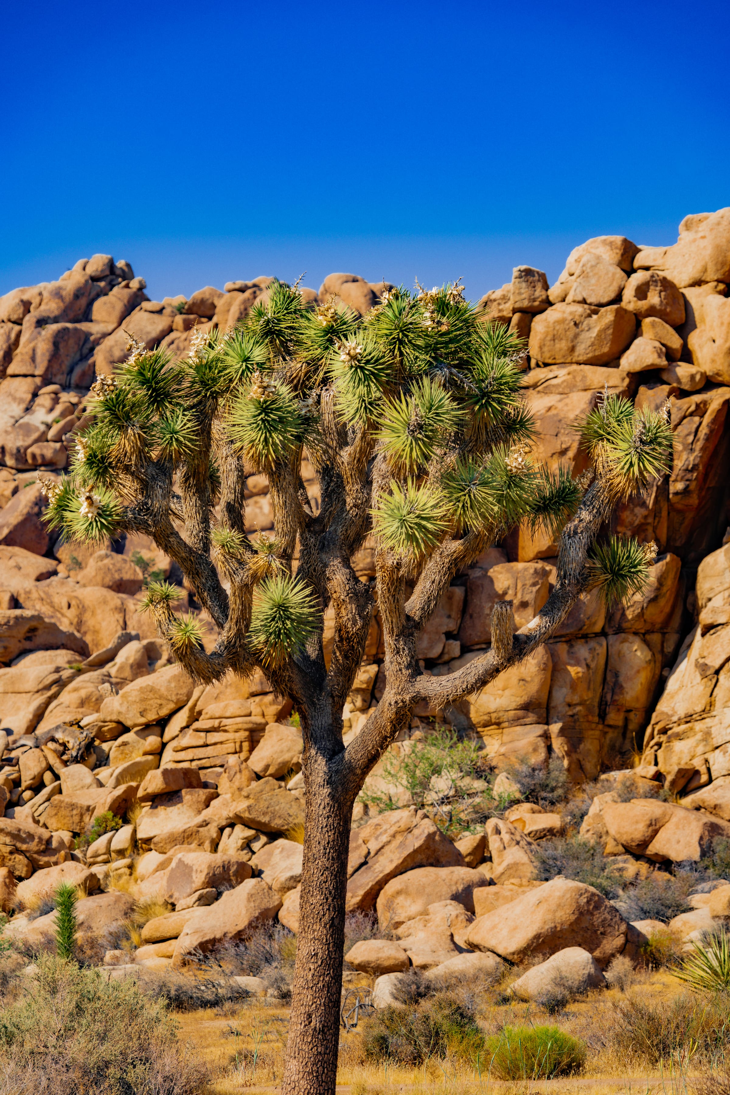 Lone Joshua Tree among the Boulders, Joshua Tree National Park, California