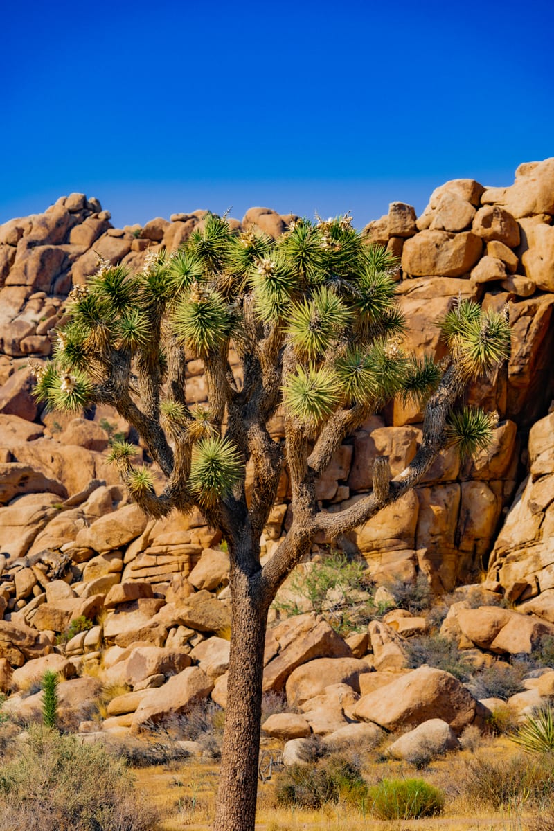 Lone Joshua Tree among the Boulders, Joshua Tree National Park, California
