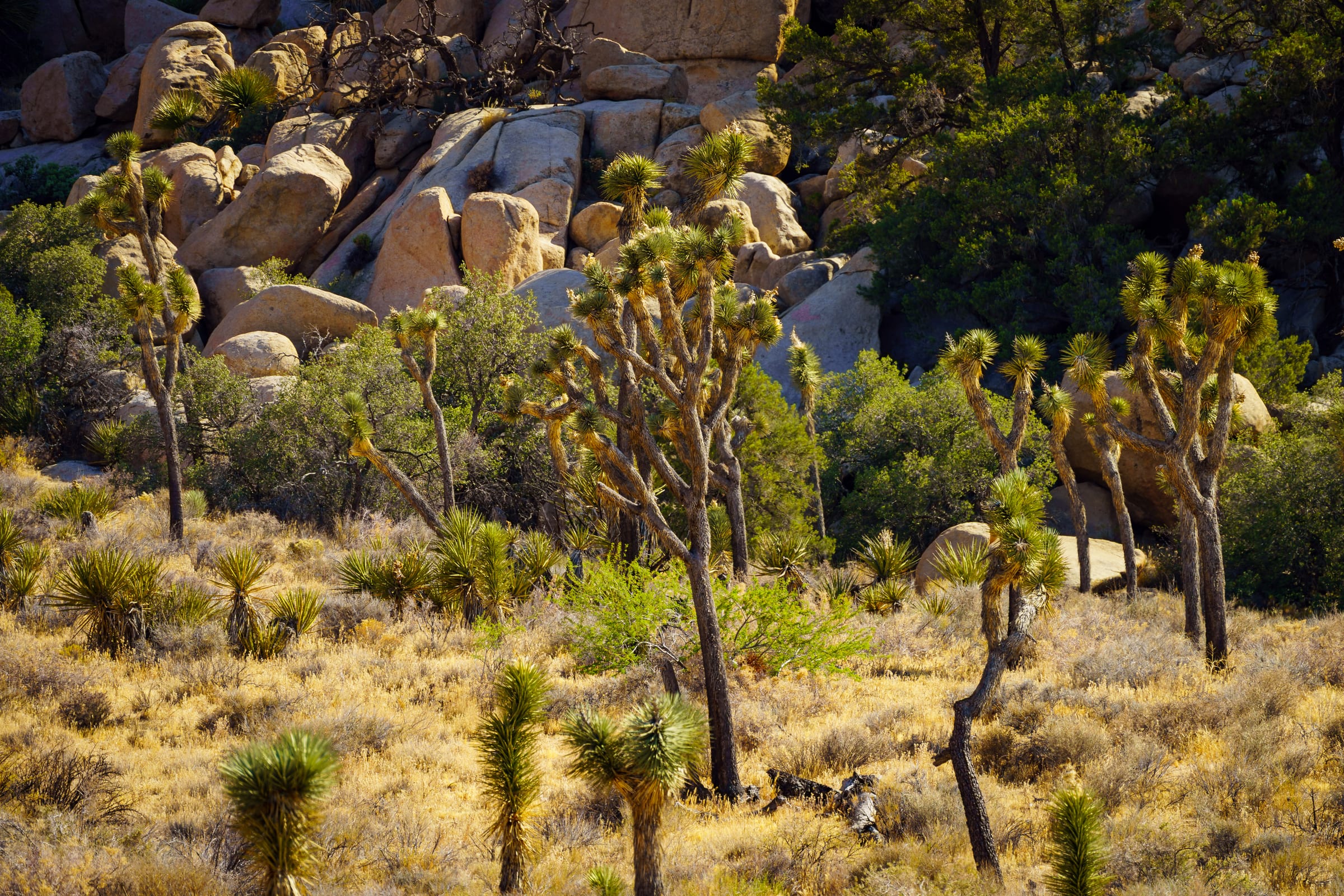 Joshua Trees below the Boulders, Joshua Tree National Park, California