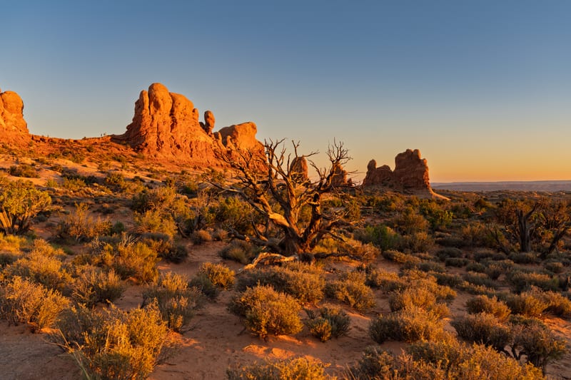 Juniper at the Windows, Arches National Park, Utah