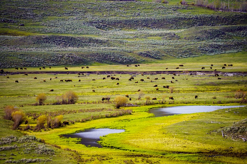 Bison along the Lamar River, Yellowstone National Park, Wyoming