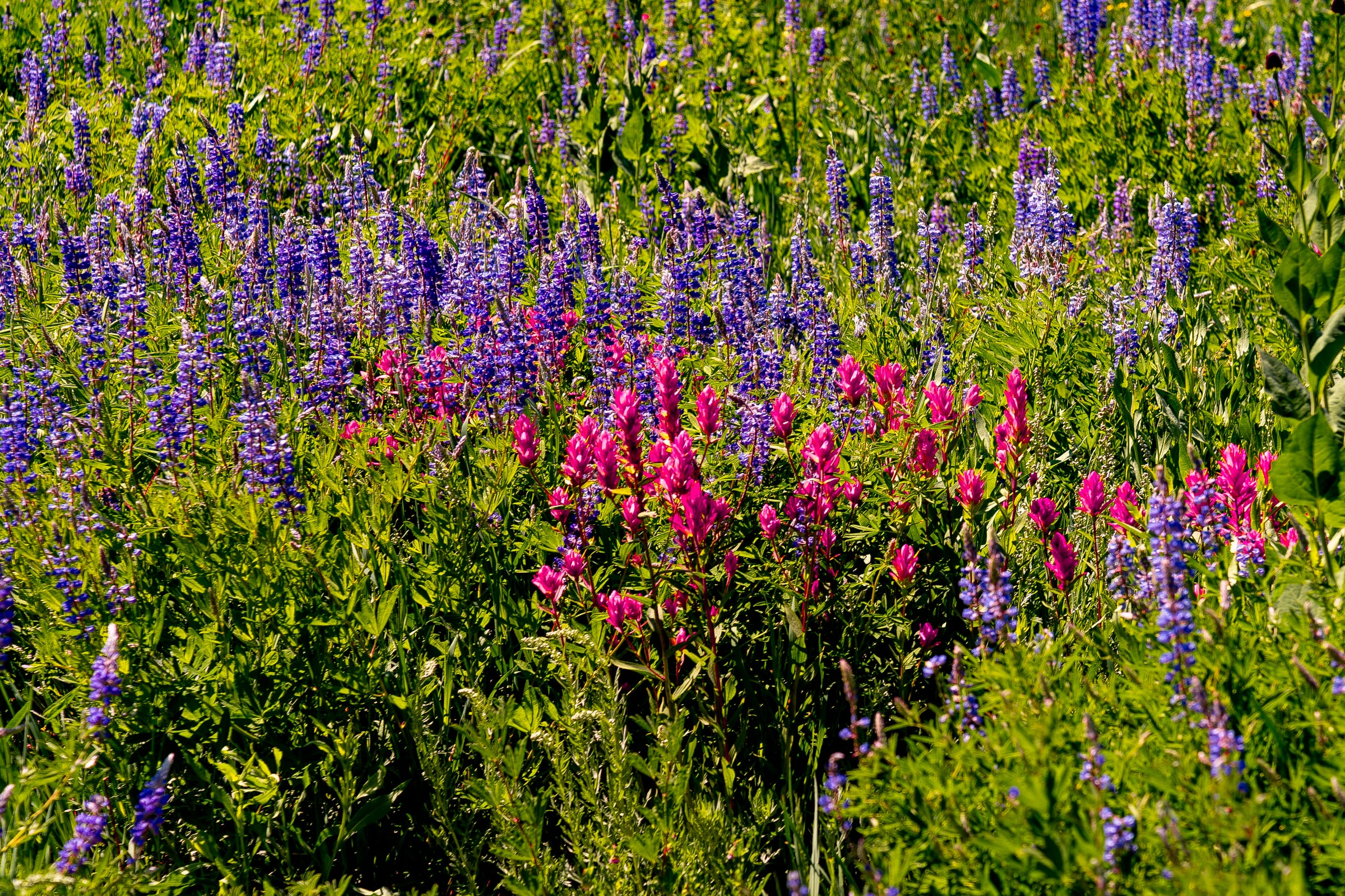 Lupine and Magenta Paintbrush, Alta, Utah