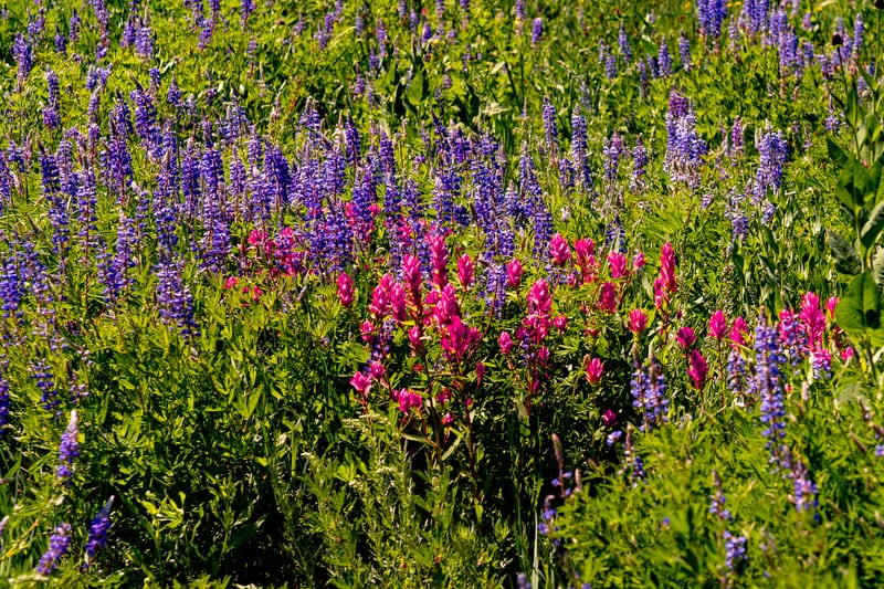 Lupine and Magenta Paintbrush, Alta, Utah