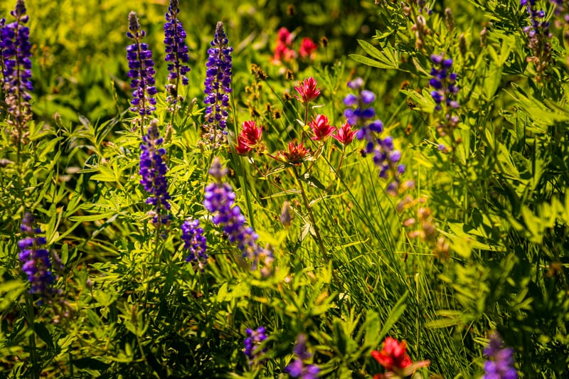 Lupine and Paintbrush, A high-country meadow