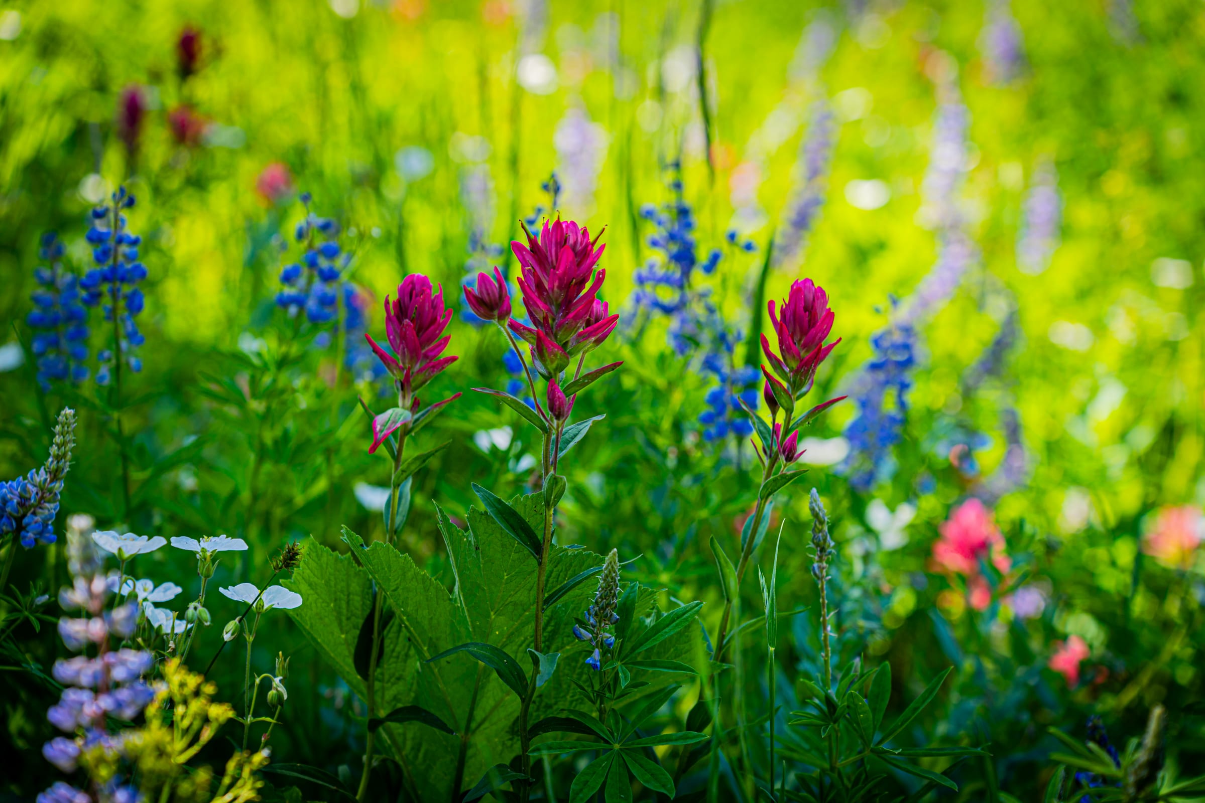 Magenta Paintbrush, Alta, Utah