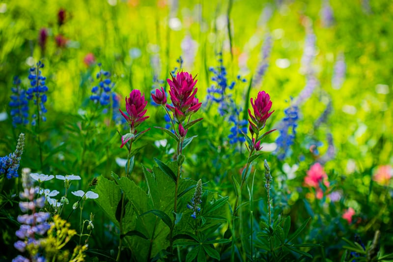 Magenta Paintbrush, Alta, Utah