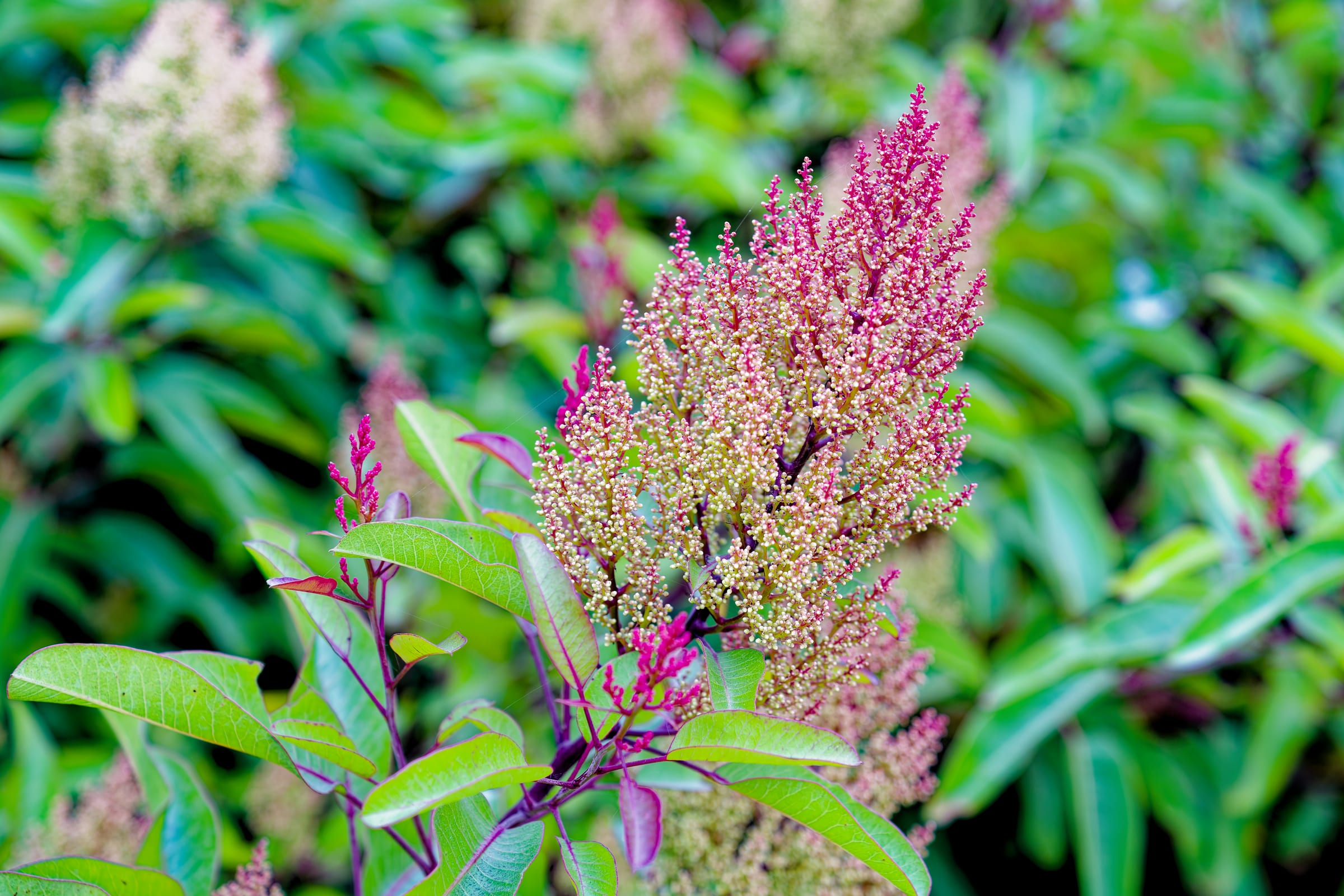 Garden Bloom, Malibu, Malibu, California