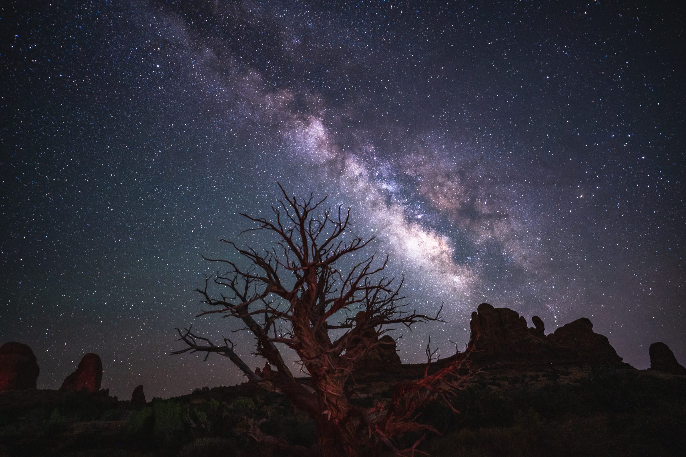 Juniper Facing Turret Arch, Arches National Park, Utah