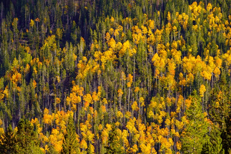 Aspens among the Conifers, Mirror Lake Highway, Uinta Mountains, Utah