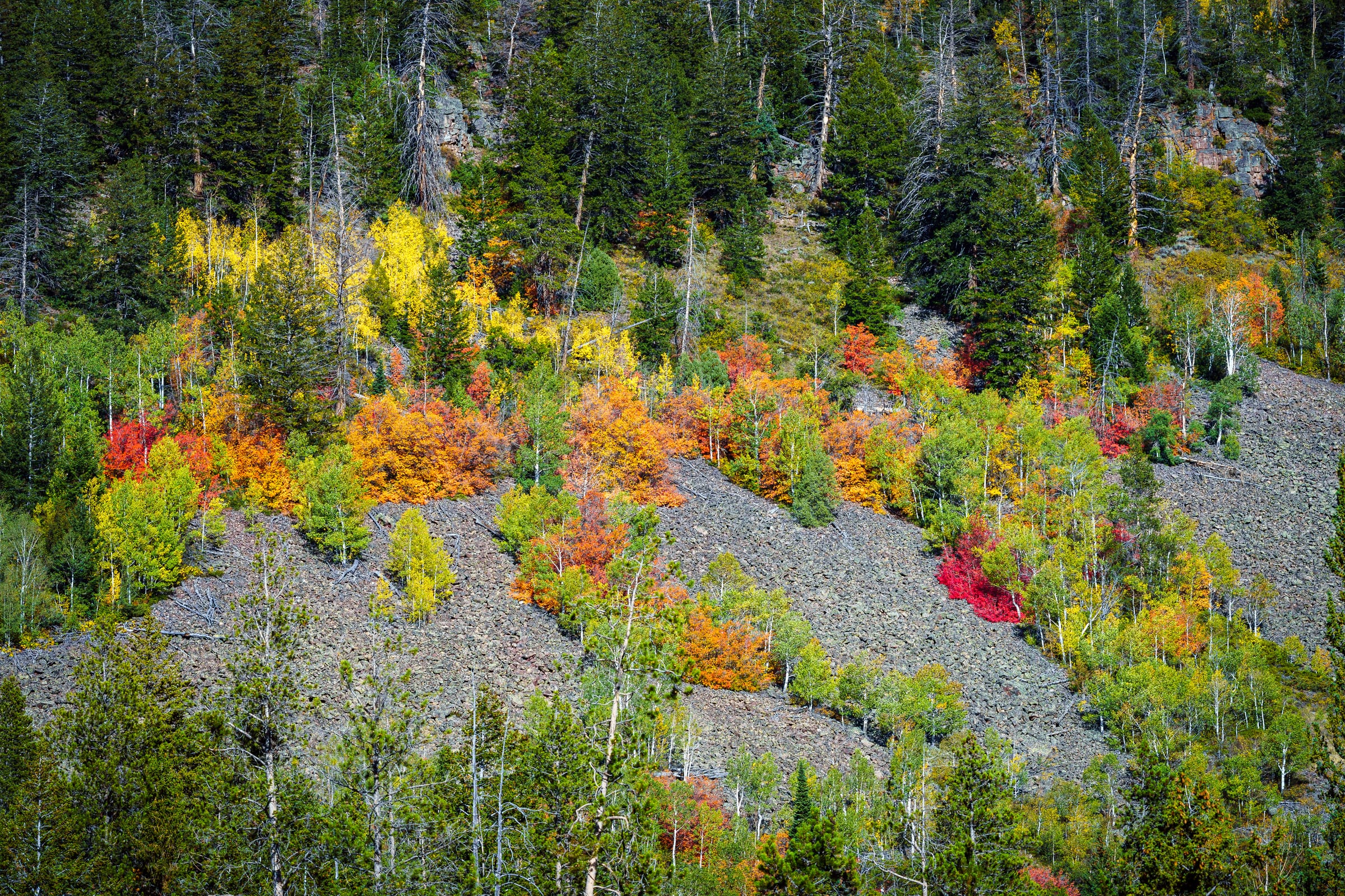 Maples on the Talus, Mirror Lake Highway, Uinta Mountains, Utah