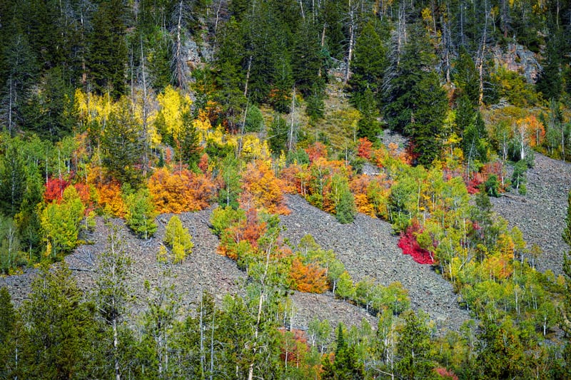 Maples on the Talus, Mirror Lake Highway, Uinta Mountains, Utah