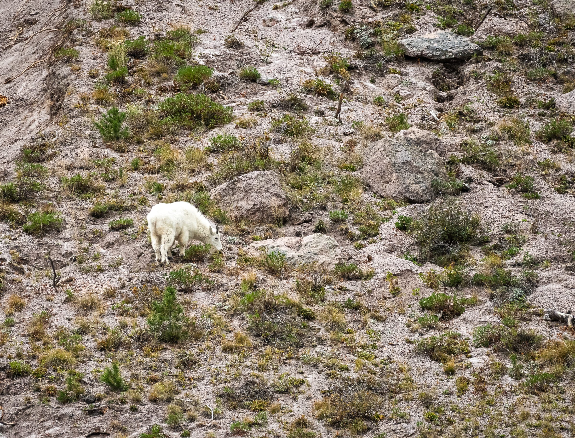 Mountain Goat on the Scree, Yellowstone National Park, Wyoming