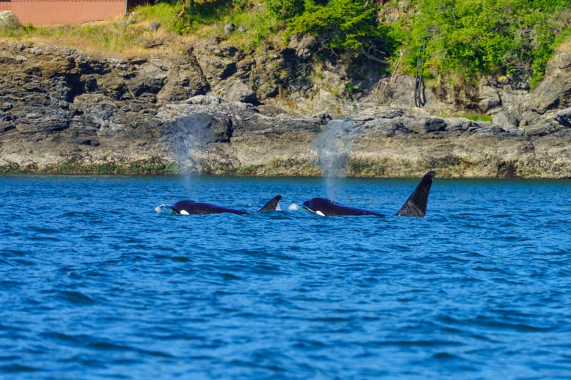 Orca Pod, Off Anacortes, San Juan Islands, Washington