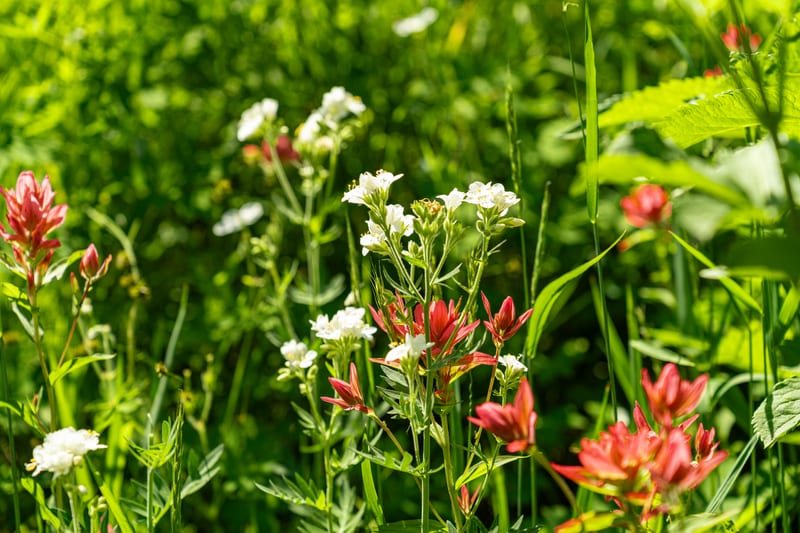Paintbrush and Jacob's-Ladder, Alta, Utah