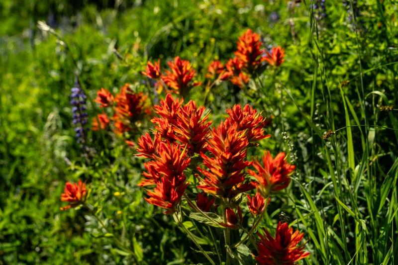 Paintbrush and Lupine, Alta, Little Cottonwood Canyon, Utah
