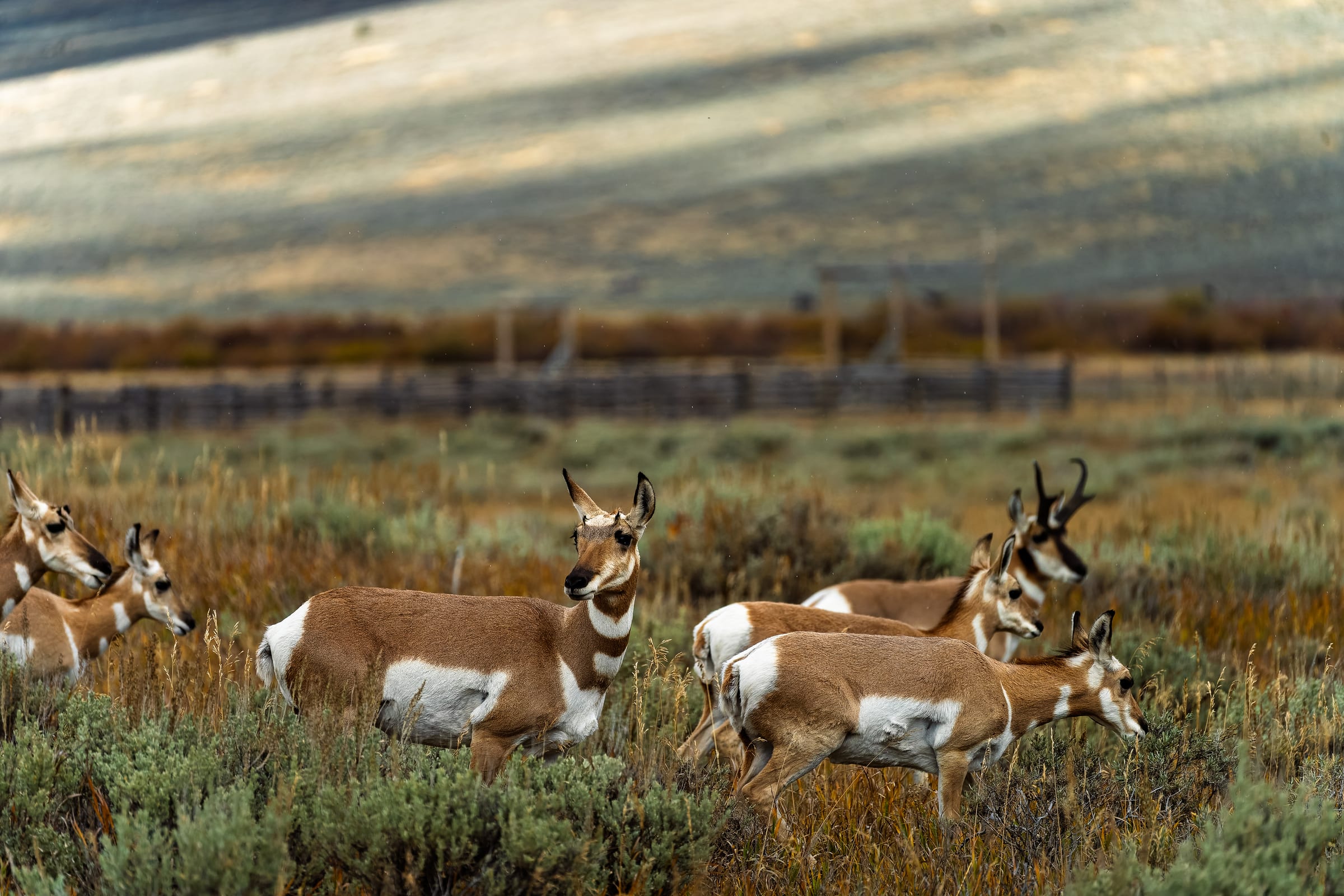 Pronghorn on the Move, Centennial Valley, Montana