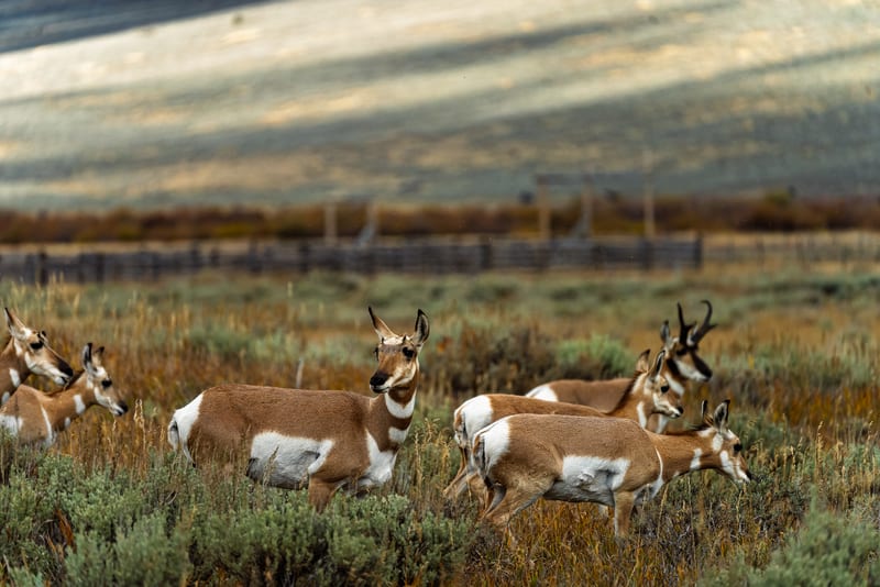 Pronghorn on the Move, Centennial Valley, Montana
