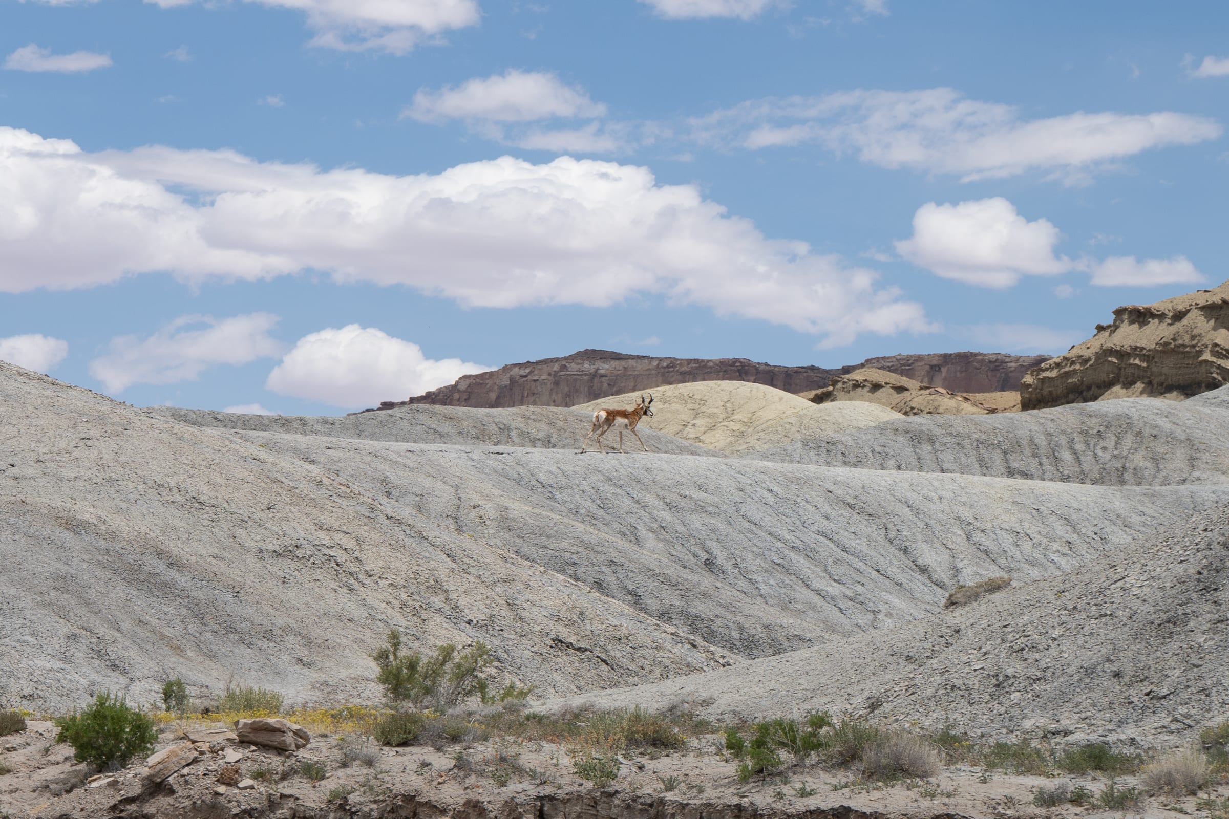 Pronghorn in the Grey Badlands, Near Factory Butte, Utah