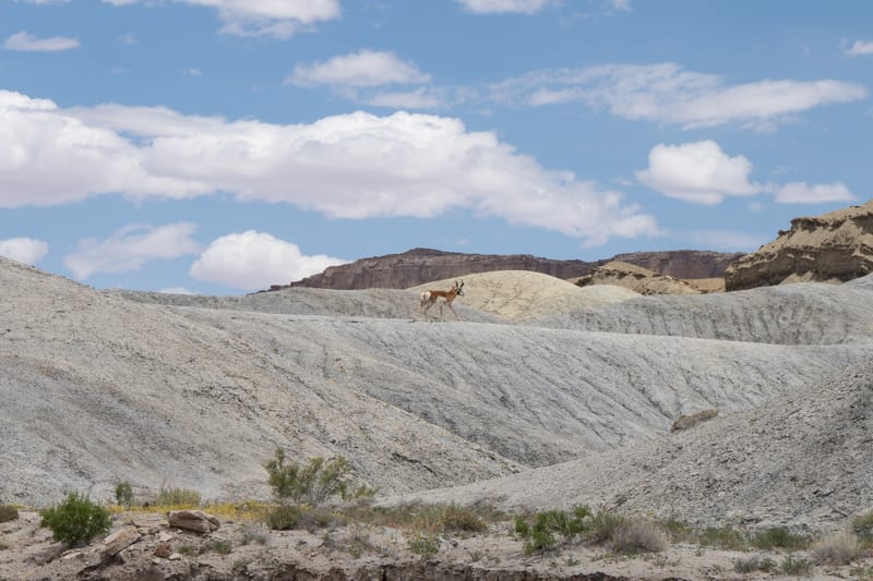 Pronghorn in the Grey Badlands, Near Factory Butte, Utah