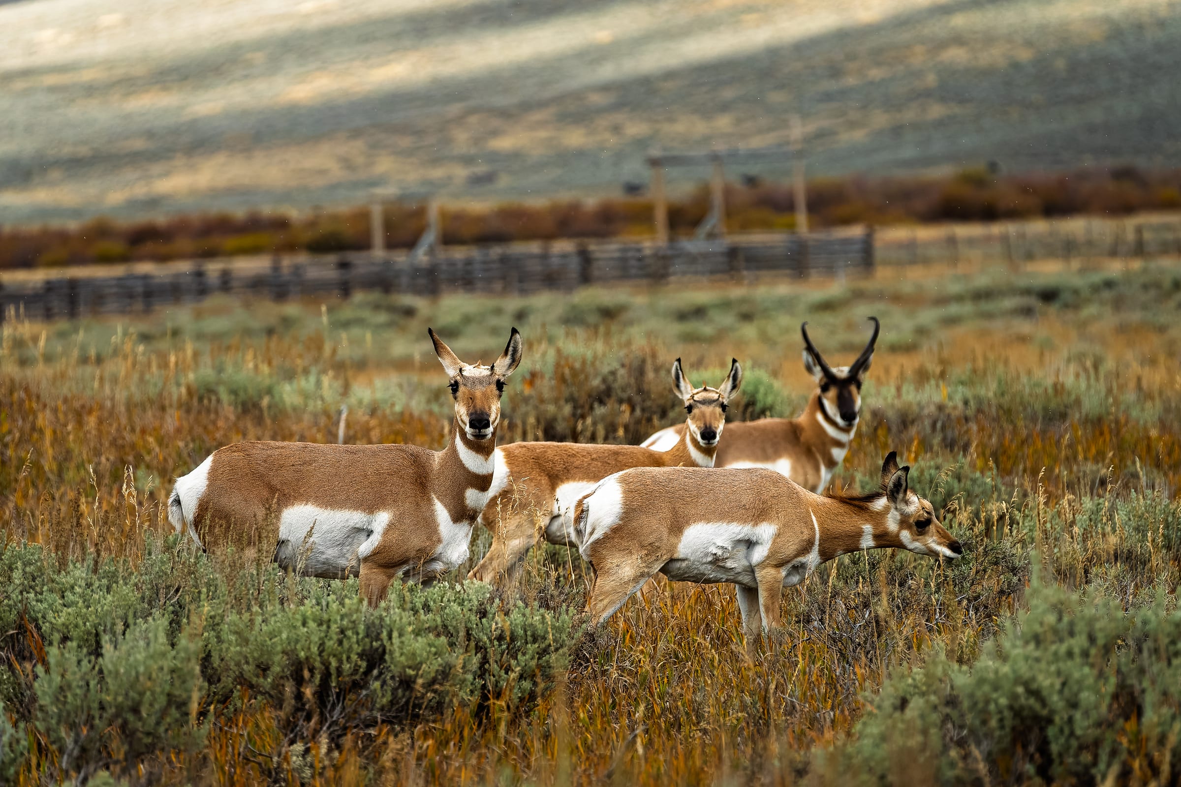 Pronghorn in the Sagebrush, Centennial Valley, Montana