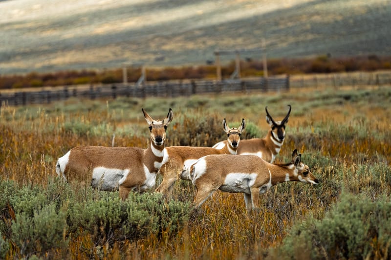 Pronghorn in the Sagebrush, Centennial Valley, Montana