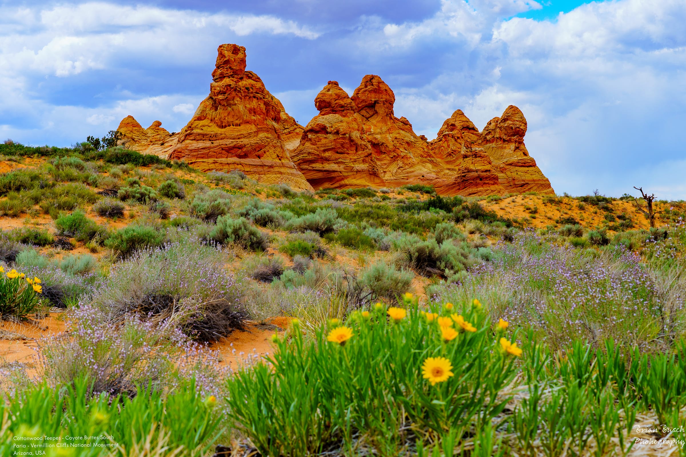 Red Hoodoos in Bloom, Coyote Buttes South, Arizona