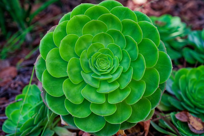 Aeonium Rosette, San Diego Botanic Garden, Encinitas, California
