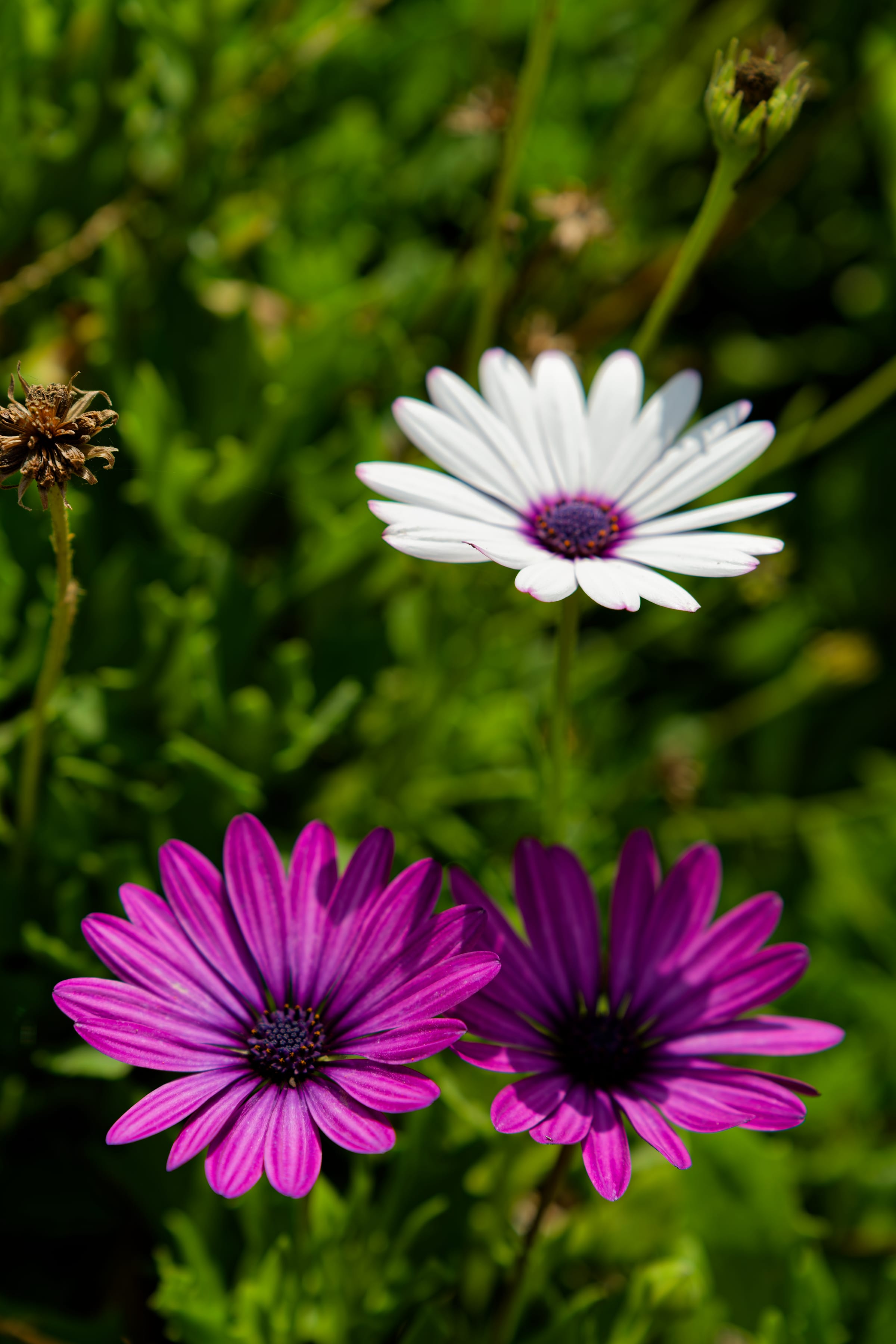 African Daisies, San Diego Botanic Garden, Encinitas, California