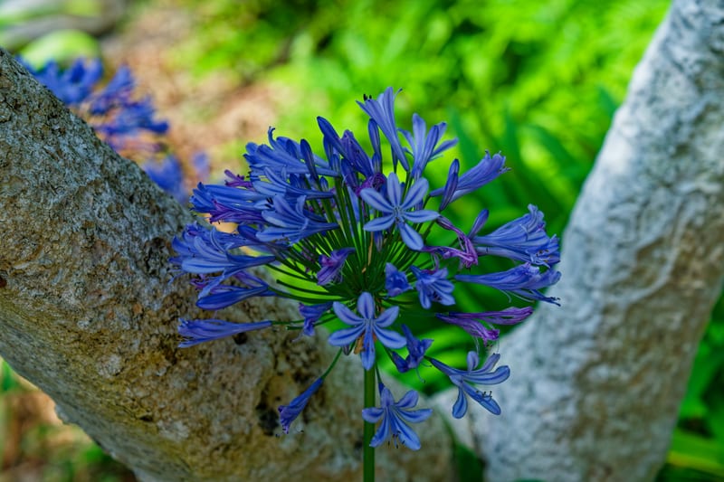 Agapanthus, San Diego Botanic Garden, Encinitas, California