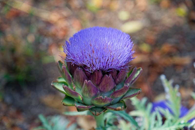 Artichoke in Bloom, San Diego Botanic Garden, Encinitas, California