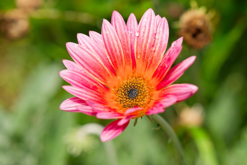 Pink Daisy, San Diego Botanic Garden, Encinitas, California