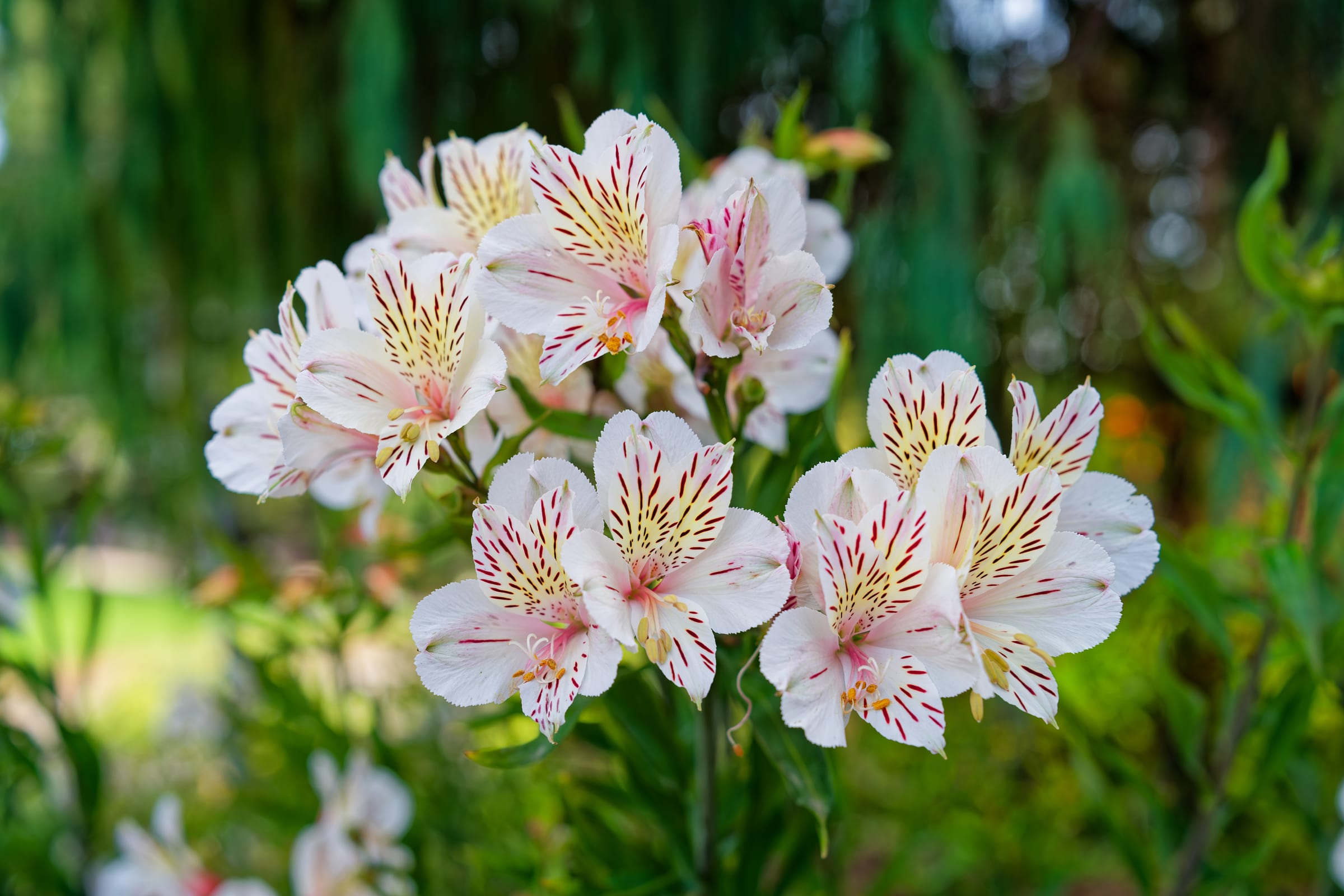 White Alstroemeria, San Diego Botanic Garden, Encinitas, California
