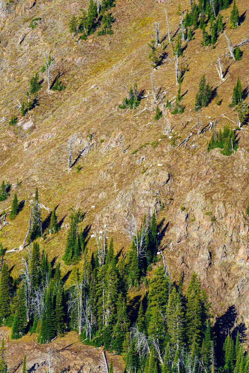 Goats on the Scree, Sawtell Peak, Idaho