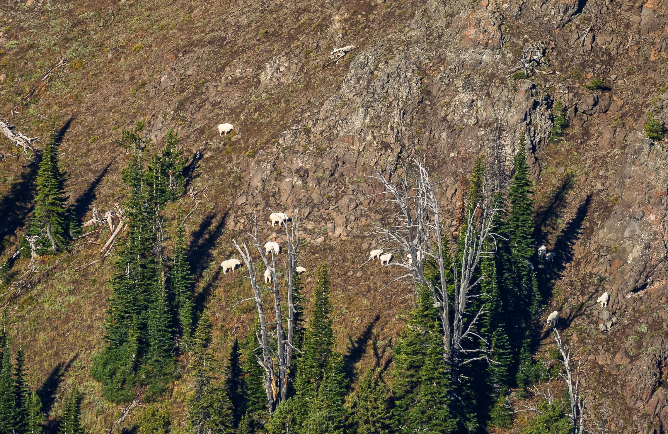 Mountain Goats in the Snags, Sawtell Peak, Idaho