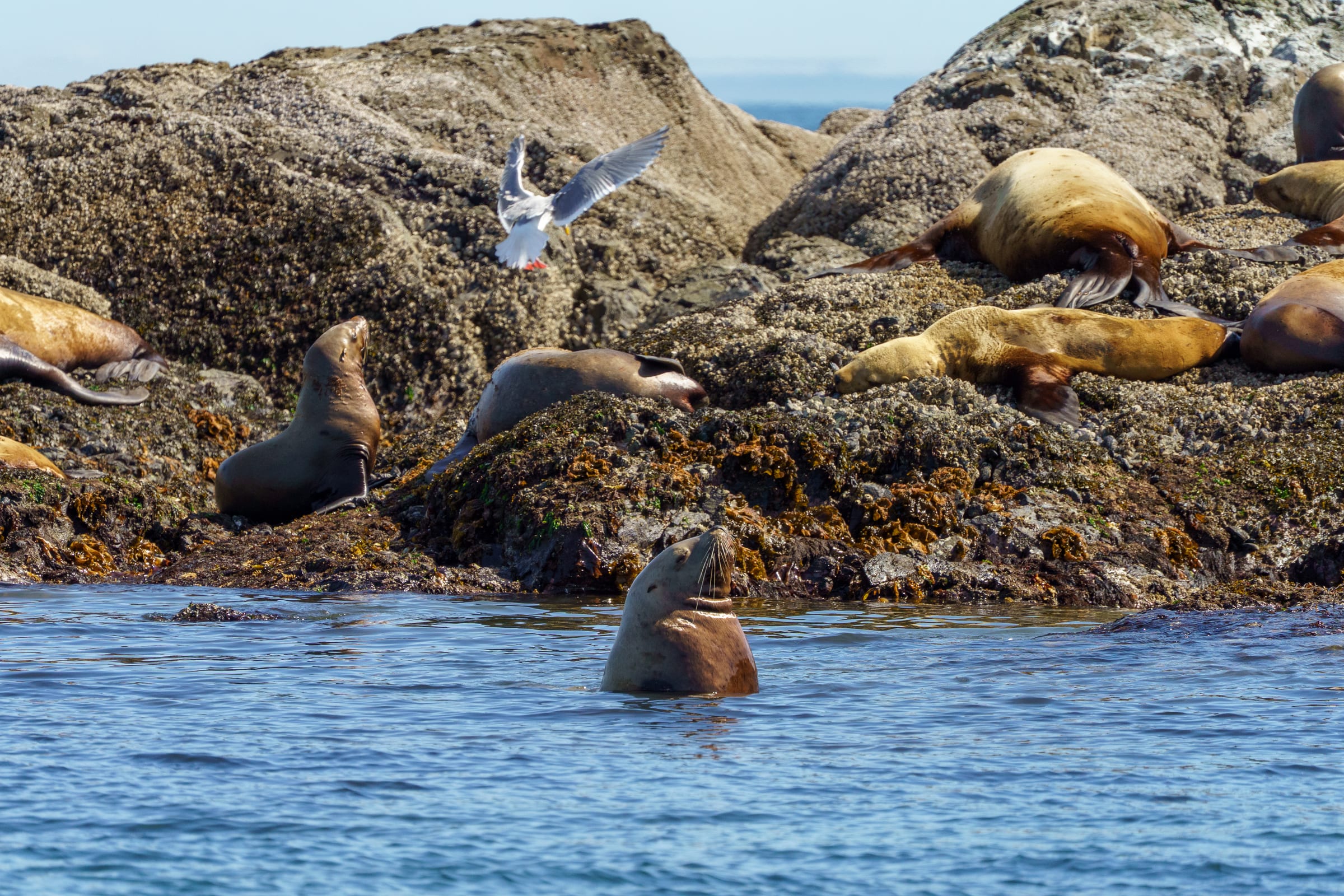Sea Lion Colony, Off Anacortes, San Juan Islands, Washington