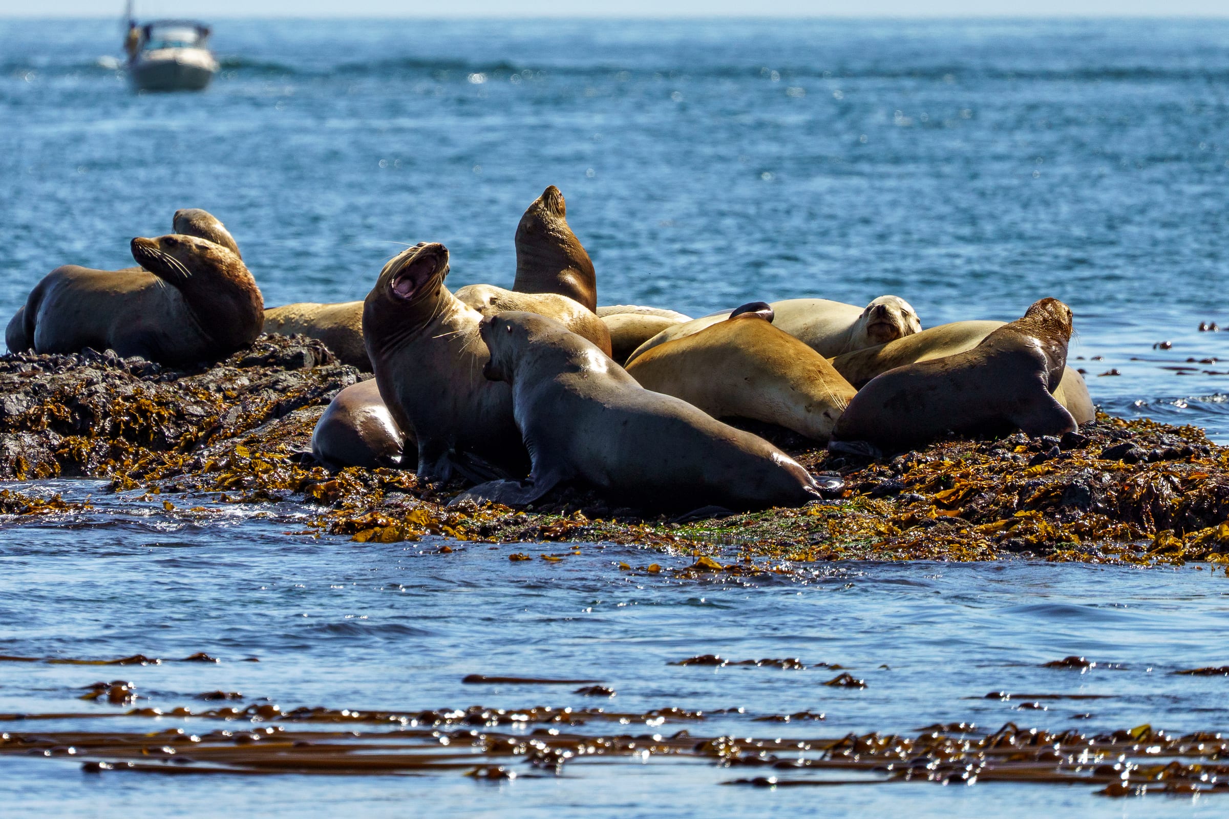 Sea Lions on the Kelp, Off Anacortes, San Juan Islands, Washington