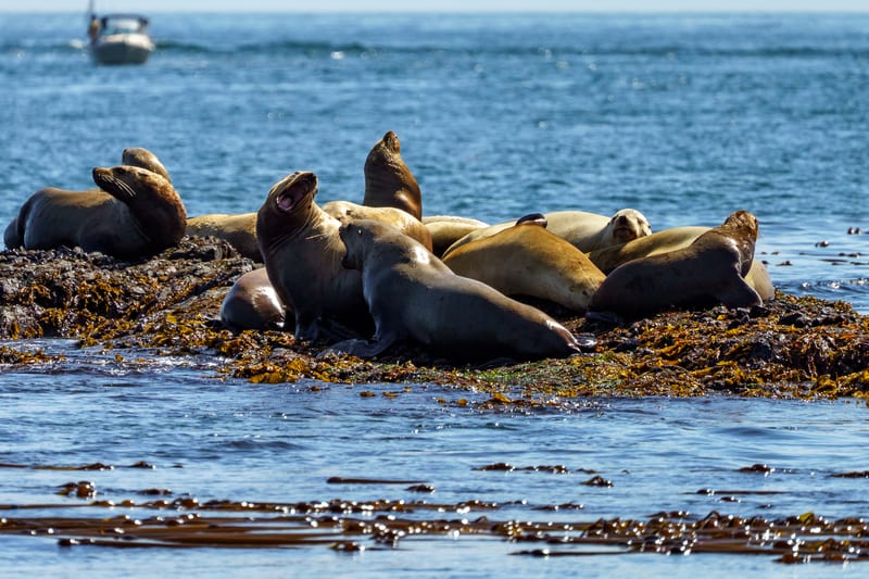 Sea Lions on the Kelp, Off Anacortes, San Juan Islands, Washington
