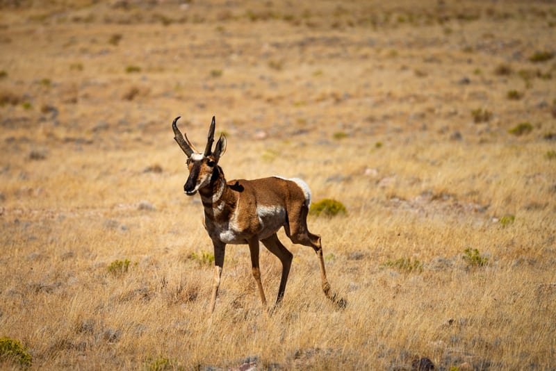 Pronghorn Buck, Simpson Springs, Utah
