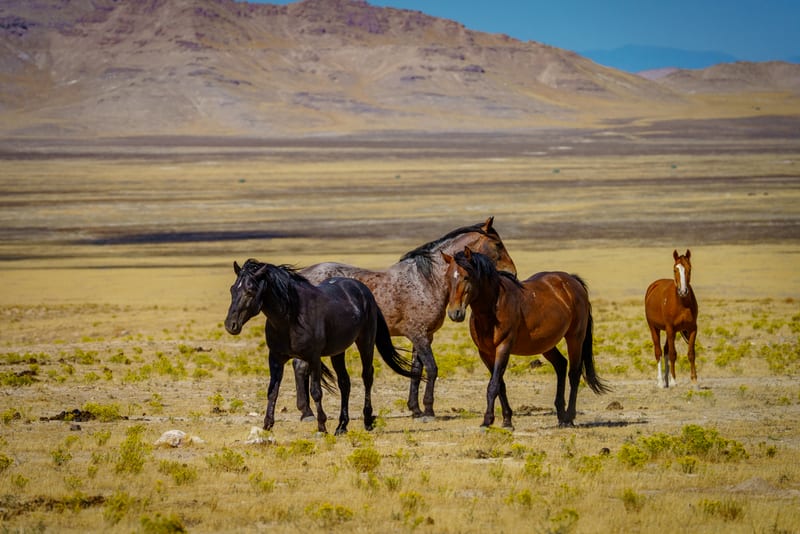 Band with Foal, Simpson Springs, Utah