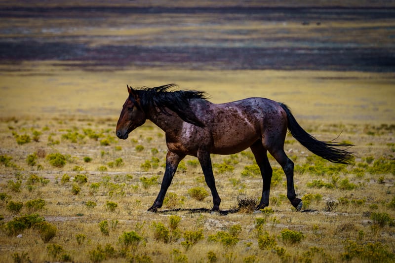 Roan in Stride, Simpson Springs, Utah