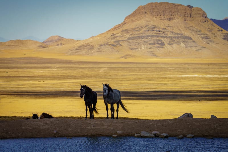 Two Horses Below the Butte, Simpson Springs, Utah