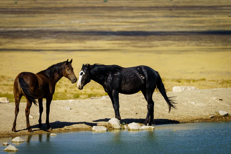 The Greeting, Simpson Springs, Utah