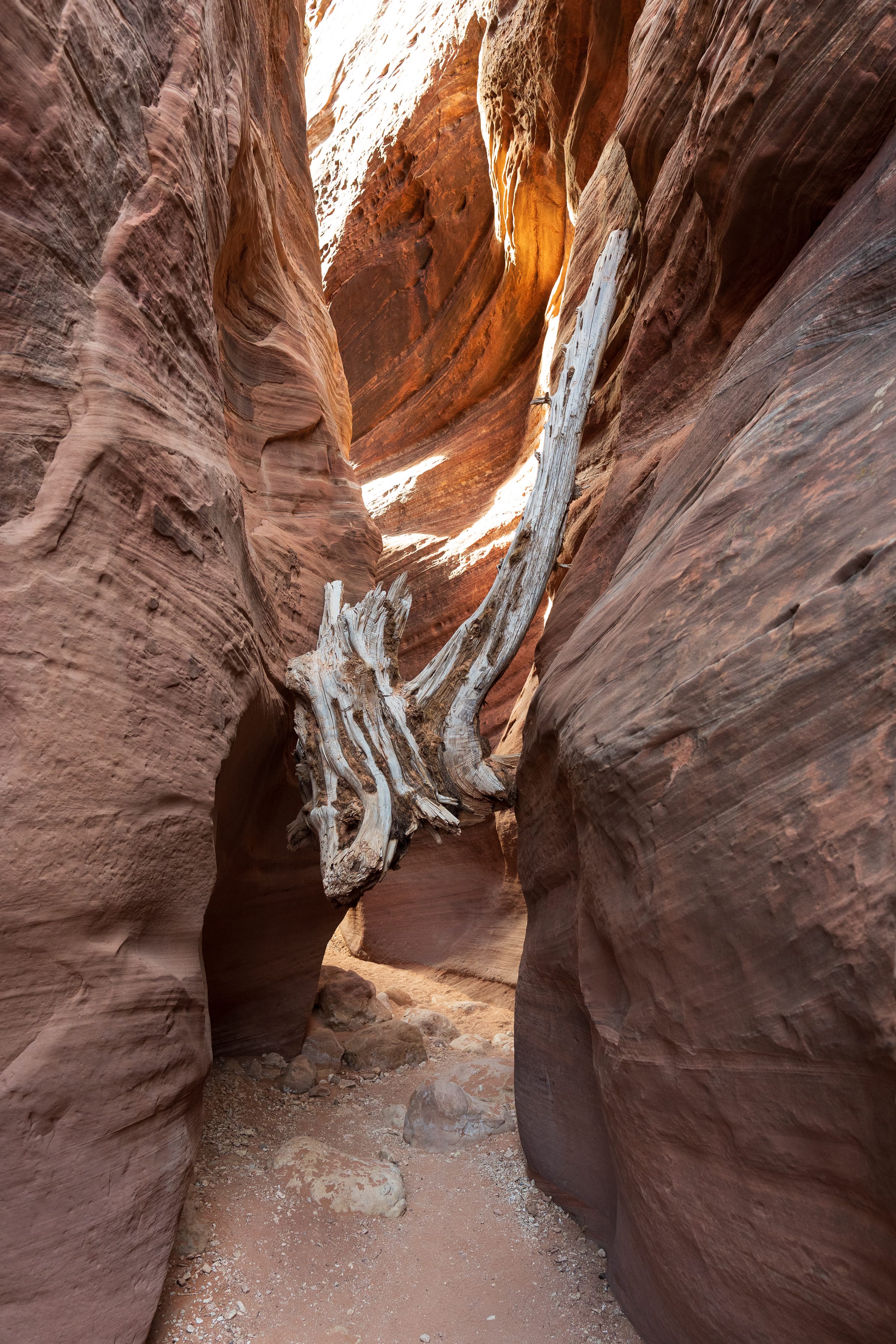 Wedged Logs, Near Page, Arizona