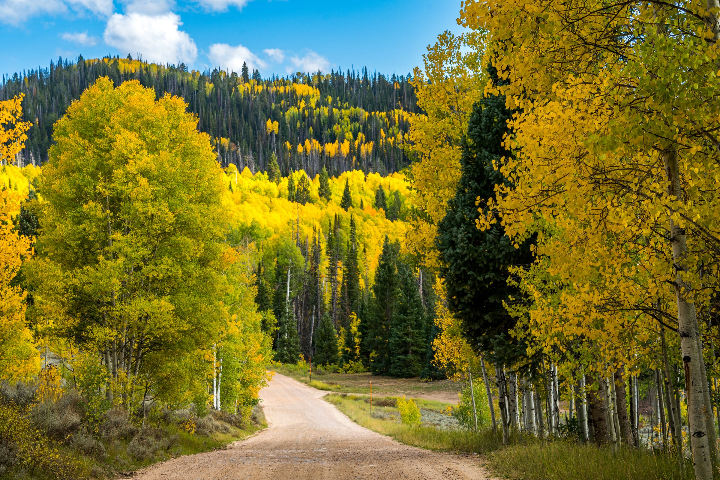 A Dirt Road into the Aspens, Soapstone Basin, Uinta Mountains, Utah