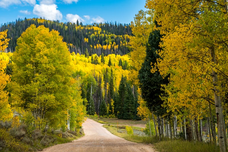 A Dirt Road into the Aspens, Soapstone Basin, Uinta Mountains, Utah