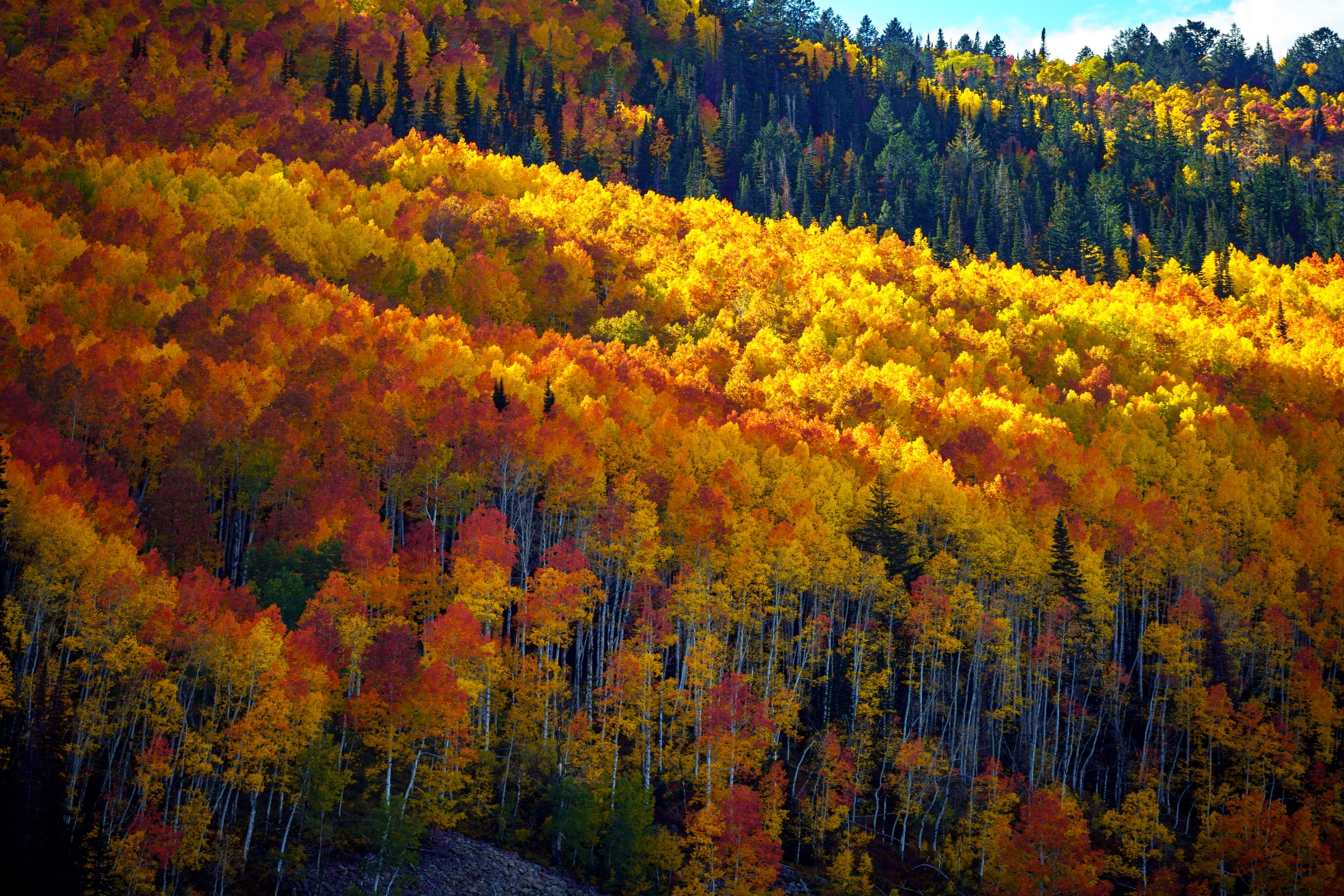 Soapstone Aspens, Soapstone Basin, Uinta Mountains, Utah