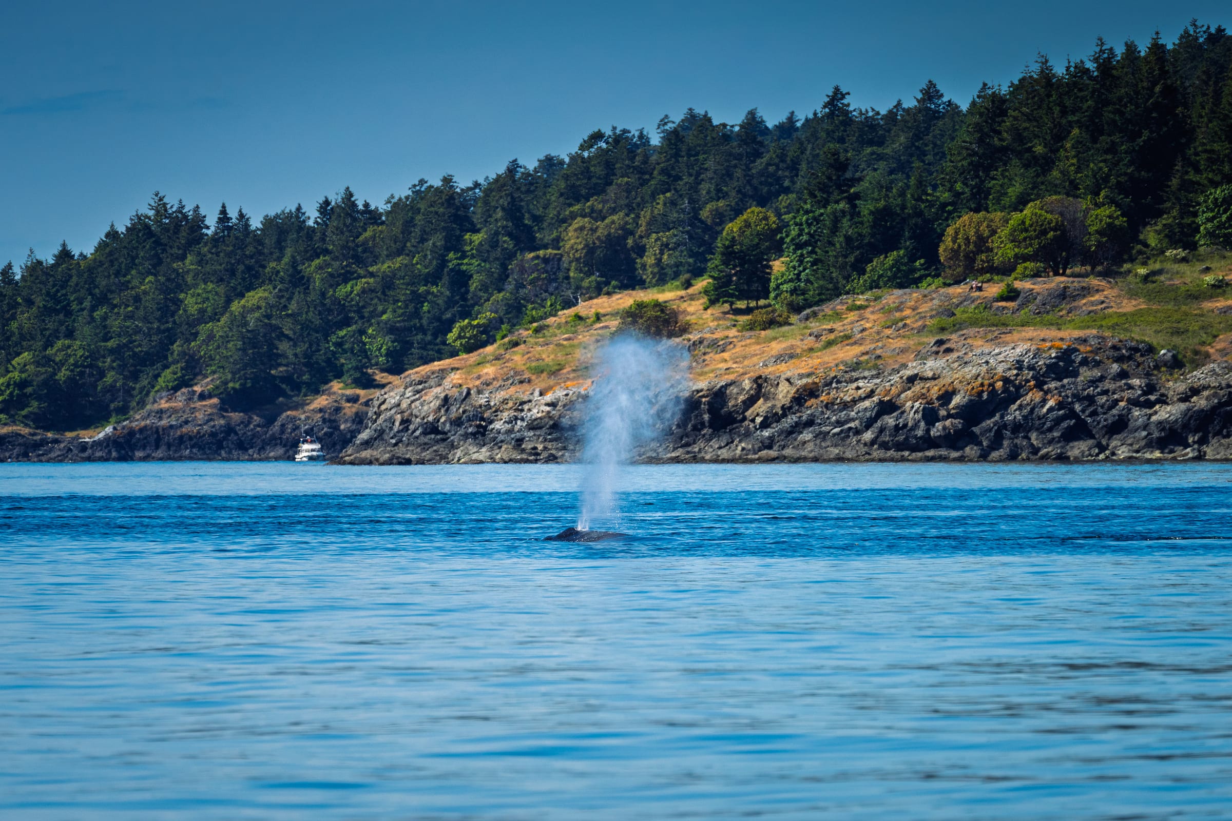 Whale Blow, Off Anacortes, San Juan Islands, Washington