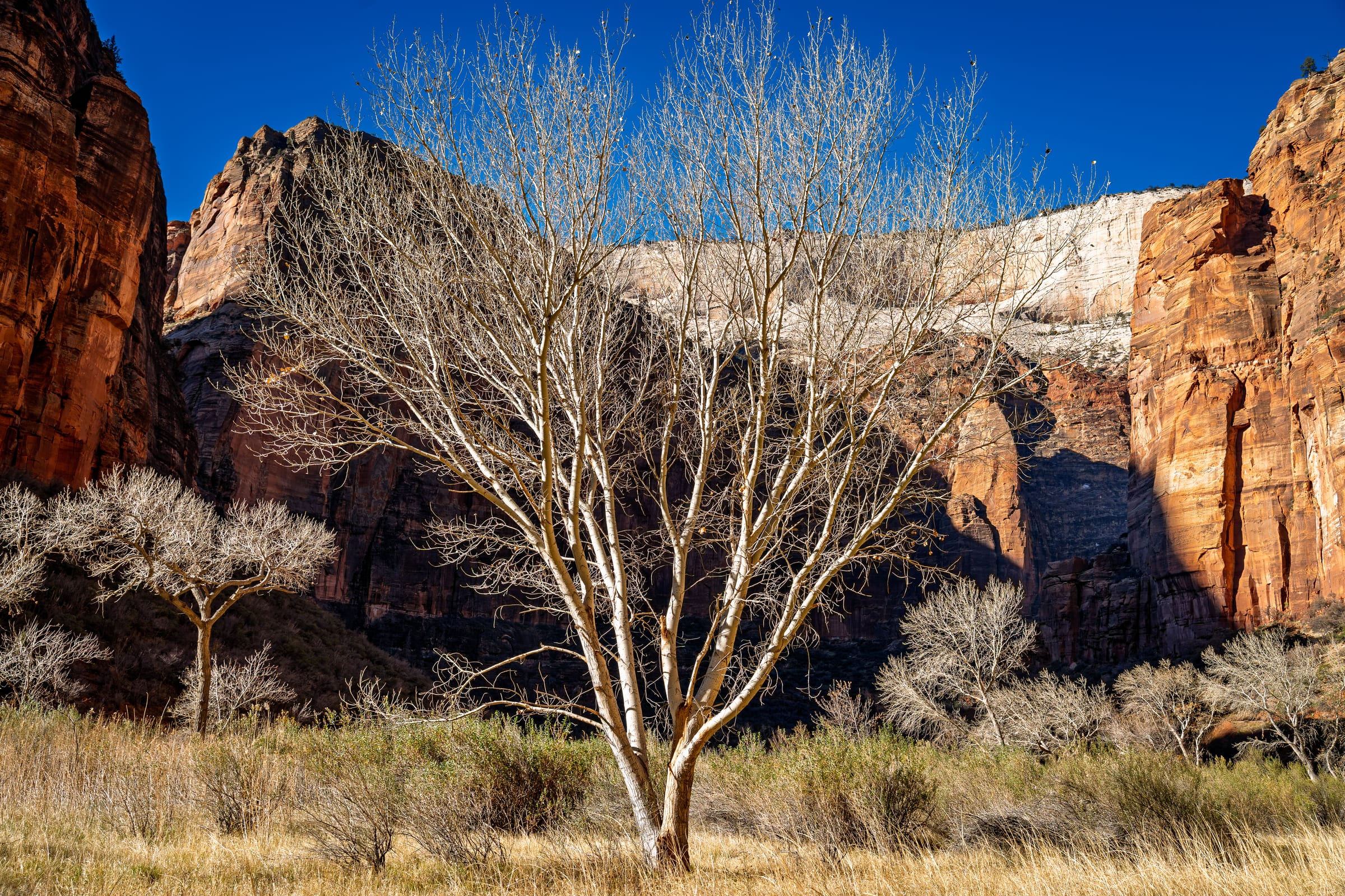 Cottonwood below Angels Landing, Zion National Park, Utah